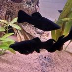 Black molly’s, Vis