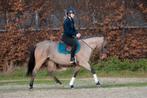 Zeer gave en unieke E pony met roan kleur!️, Dieren en Toebehoren, Pony's, B, Gechipt, Dressuurpony, 7 tot 10 jaar