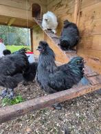 Zijdehoenders HANEN, Dieren en Toebehoren, Pluimvee, Mannelijk, Kip