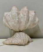 Vintage Tridacna schelplamp, Verzamelen, Mineralen en Fossielen, Ophalen of Verzenden, Schelp(en)