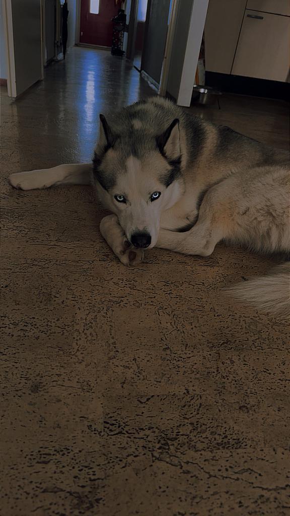 Siberische Husky, Dieren en Toebehoren, Honden | Poolhonden, Keeshonden en Oertypen, Reu, Poolhond, Particulier, Eén hond, Nederland