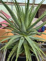 Aloe Arborescens pot30, Tuin en Terras, Planten | Tuinplanten, Ophalen, Overige soorten, Volle zon