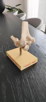 Anatomisch Model Elleboog, Antiek en Kunst, Ophalen