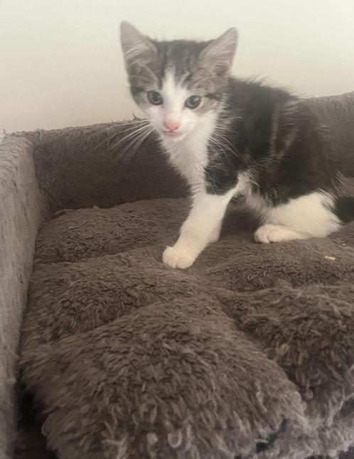 Noorse Boskat Kitten, Dieren en Toebehoren, Katten en Kittens | Raskatten | Langhaar, Poes, 0 tot 2 jaar, Ontwormd