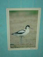 8) kleuren ansichtkaart Vogel, Verzamelen, Verzenden, 1980 tot heden, Gelopen, Vogel