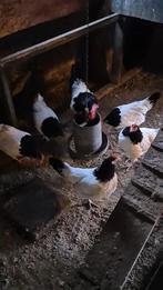 Mooi koppeltje Lakenvelder kippen, Dieren en Toebehoren, Meerdere dieren, Kip