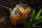 pauwoogcichlide 20cm te koop, Vis, Zoetwatervis