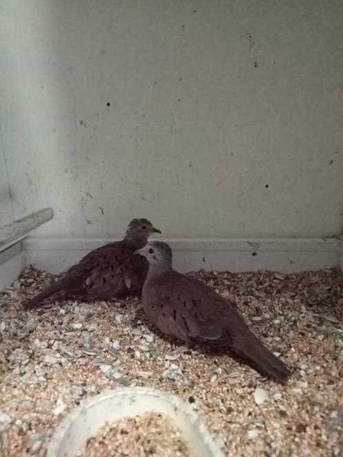 Koppel talpacoti duiven, Dieren en Toebehoren, Vogels | Overige Vogels, Tropenvogel, Meerdere dieren
