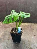 Monstera leichtlinii mint stek - Goed geworteld!, Huis en Inrichting, Ophalen of Verzenden
