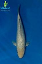 050 GinRin Soragoi, Karper of Koi