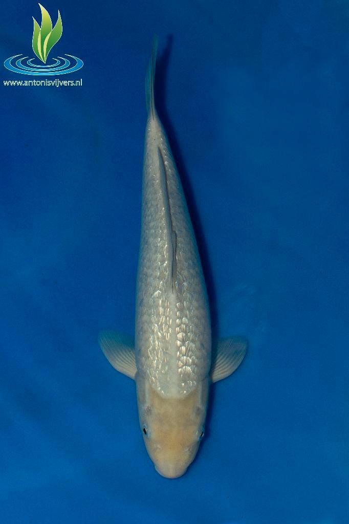 050 GinRin Soragoi, Dieren en Toebehoren, Vissen | Vijvervissen, Karper of Koi