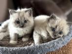 Ragdoll Kittens, Dieren en Toebehoren, Katten en Kittens | Raskatten | Langhaar, Meerdere dieren, 0 tot 2 jaar, Gechipt