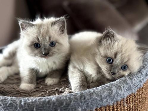 Ragdoll Kittens, Dieren en Toebehoren, Katten en Kittens | Raskatten | Langhaar, Meerdere dieren, 0 tot 2 jaar, Met stamboom, Gechipt