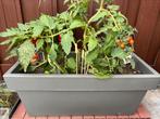 Fruitplant tomaten&paprika met Intratuin pot, Tuin en Terras, Minder dan 30 cm, Minder dan 60 cm, Rond, Ophalen of Verzenden