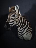 zebra taxidermy shouldermount opgezette, Verzamelen, Dierenverzamelingen, Ophalen of Verzenden