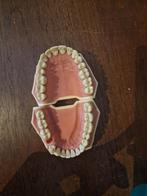 Frasaco kaak, Ophalen of Verzenden