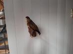 opgezette buizerd taxerdermy, Ophalen of Verzenden, Gebruikt, Vogel, Opgezet dier
