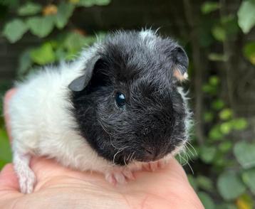 Handtam, lief zwart-wit Rex teddy cavia beertje beschikbaar voor biedingen