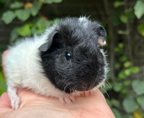 Handtam, lief zwart-wit Rex teddy cavia beertje, Dieren en Toebehoren, Knaagdieren, Mannelijk, Cavia, Juli, Tam