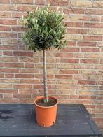 leuke dikke kleine olijfboom Olea Europaea H 100 CM € 20, 100 tot 250 cm, Olijfboom, Zomer, Ophalen