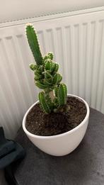 Cactus plant met pot €10, Ophalen, Cactus, Volle zon, Minder dan 100 cm