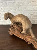 Mooie opgezette Hermelijn, Verzamelen, Dierenverzamelingen, Ophalen of Verzenden, Zo goed als nieuw, Vogel, Opgezet dier