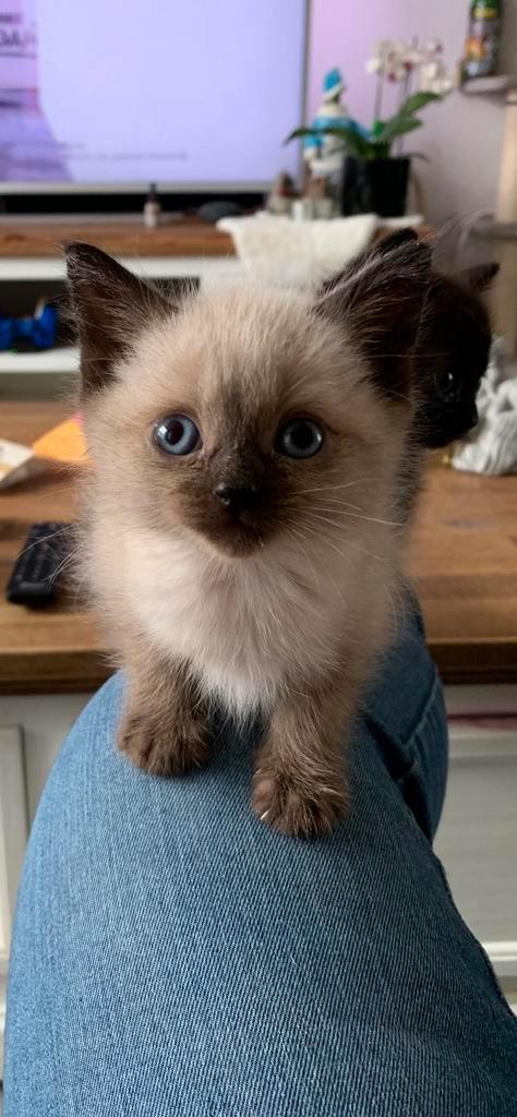 Kruising britse korthaar, Dieren en Toebehoren, Katten en Kittens | Raskatten | Langhaar, Meerdere dieren, Ontwormd