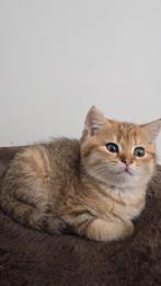 Brits korthaar kitten met stamboom mag haar nestje verlaten!, Dieren en Toebehoren, Meerdere dieren, Gechipt