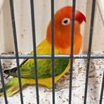 Schitterend brr koppel agapornis fisheri opaline euwing, Dieren en Toebehoren, Vogels | Parkieten en Papegaaien, Meerdere dieren