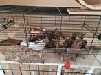 Grote hamster/cavia kooi met toebehoren, Dieren en Toebehoren, Ophalen, Gebruikt, Kooi, Hamster