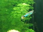 Jonge eigen kweek mannetjes guppy's, Dieren en Toebehoren, Vissen | Aquariumvissen, Vis