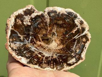 Versteend hout schijf plak dubbel gepolijst mineralen beschikbaar voor biedingen