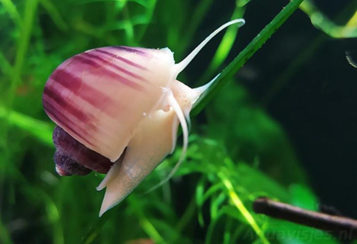 Roze appelslakken, Dieren en Toebehoren, Vissen | Aquaria en Toebehoren, Nieuw, Ophalen