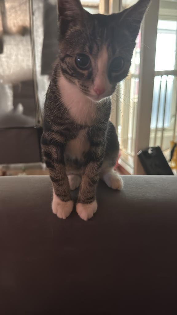 Maak kennis met Tom – Een Energiek Kittenspeeltje, Dieren en Toebehoren, Katten en Kittens | Overige Katten, Kater