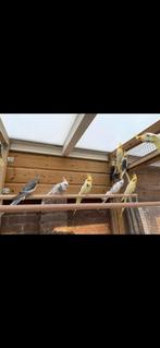 Jongen Valkparkieten Tt kwaliteit, Dieren en Toebehoren, Vogels | Parkieten en Papegaaien, Meerdere dieren, Parkiet