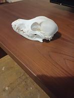 Schedel hond ras onbekend., Verzamelen, Dierenverzamelingen, Ophalen of Verzenden, Gebruikt, Hond of Kat, Schedel