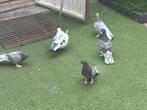 Kelebek Duiven, Dieren en Toebehoren, Vogels | Duiven, Meerdere dieren, Postduif