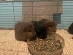 CH Teddy Cavias Beertjes, Mannelijk, Cavia, Na 1 juli 2024, Tam