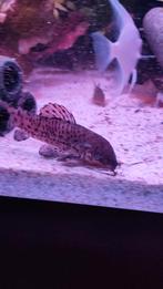 Pantser meerval twee stuks ongeveer 12 cm, Dieren en Toebehoren, Vissen | Aquariumvissen, Vis