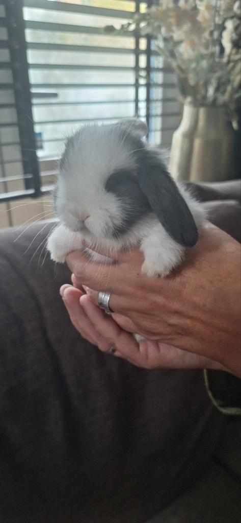 Mooie jonge Minilop konijntjes, Dieren en Toebehoren, Konijnen, Dwerg, Meerdere dieren, 0 tot 2 jaar, Hangoor