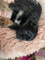 Puppy, Rabiës (hondsdolheid), 8 tot 15 weken, Meerdere, Meerdere dieren