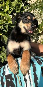 Doby 4 maanden, verblijf Cyprus, Dieren en Toebehoren, Honden | Niet-rashonden, Rabiës (hondsdolheid), 15 weken tot 1 jaar, Buitenland