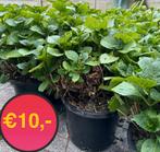 Hortensia roze  XXL €10,-  per stuk !! OP=OP!!, Tuin en Terras, Planten | Tuinplanten, Zomer, Vaste plant, Ophalen of Verzenden