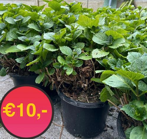 Hortensia roze  XXL €10,-  per stuk !! OP=OP!!, Tuin en Terras, Planten | Tuinplanten, Vaste plant, Overige soorten, Volle zon