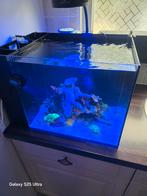 waterbox 15 peninsula compleet bakje!!, Ophalen