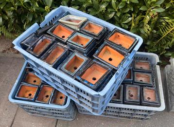 Bonsai potjes in Krat tenminste 50 stuks per krat voor €50,- beschikbaar voor biedingen