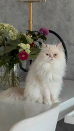 Perzische poes ter overname, Dieren en Toebehoren, Katten en Kittens | Overige Katten, Poes, Langharig