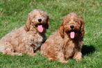 Cockapoo pups te koop, Dieren en Toebehoren, Rabiës (hondsdolheid), 15 weken tot 1 jaar, Buitenland, Meerdere