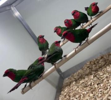 Roodkop papegaai amadines beschikbaar voor biedingen