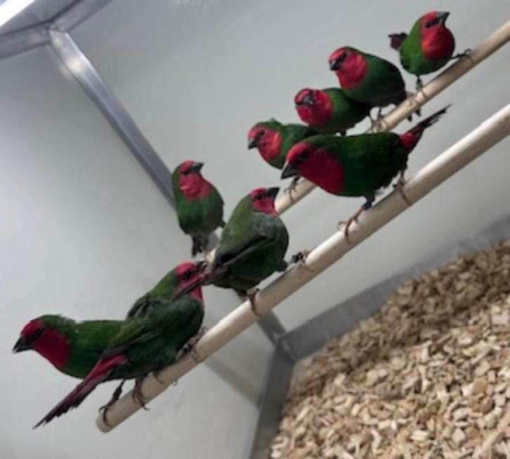 Roodkop papegaai amadines, Dieren en Toebehoren, Vogels | Overige Vogels, Meerdere dieren